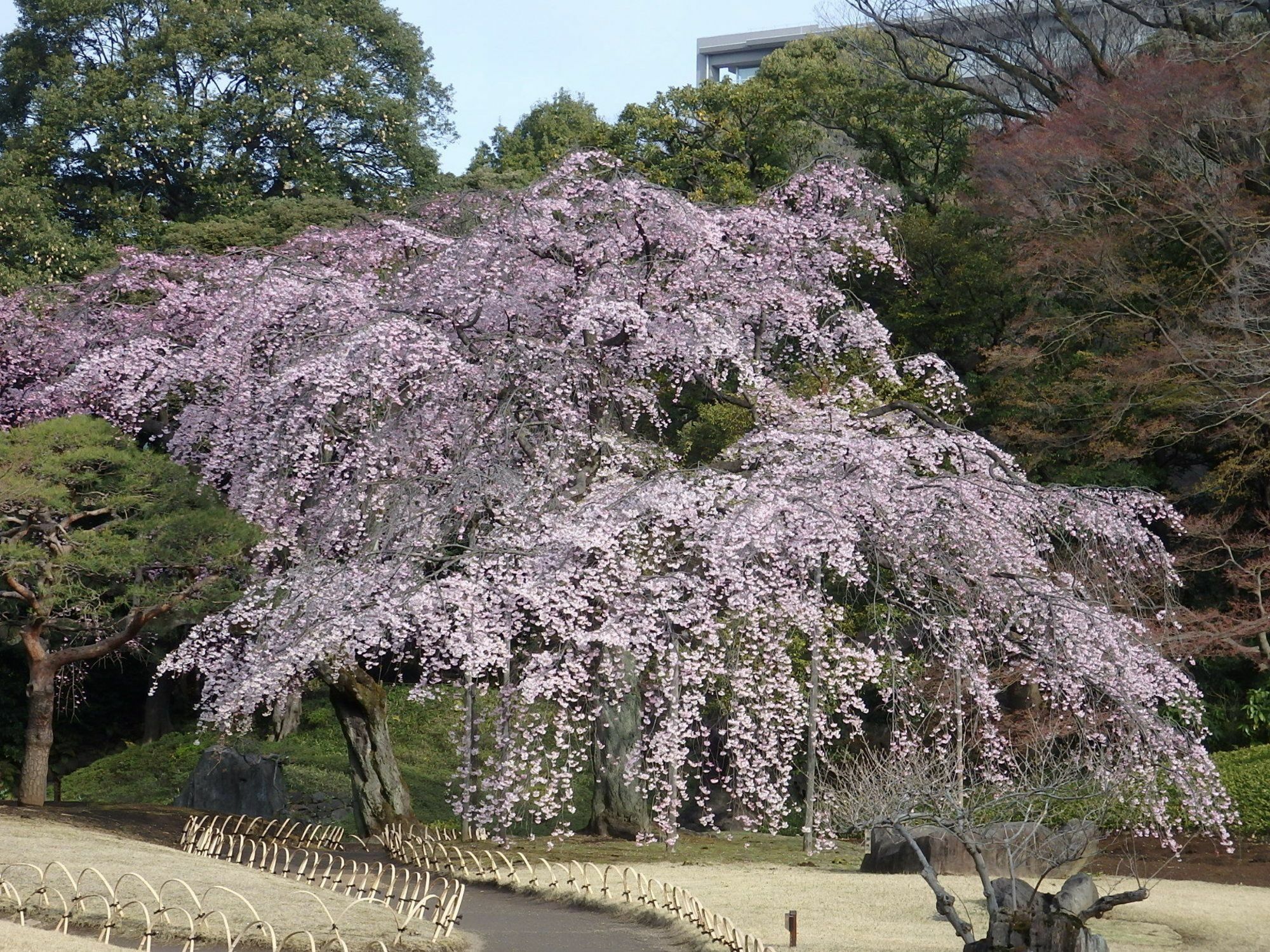 Koraku Garden Hotel Tokio Buitenkant foto